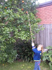 Livi picks oranges