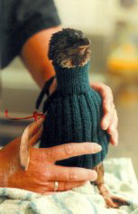 penguinsweatersmall