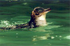 penguinswimsmall