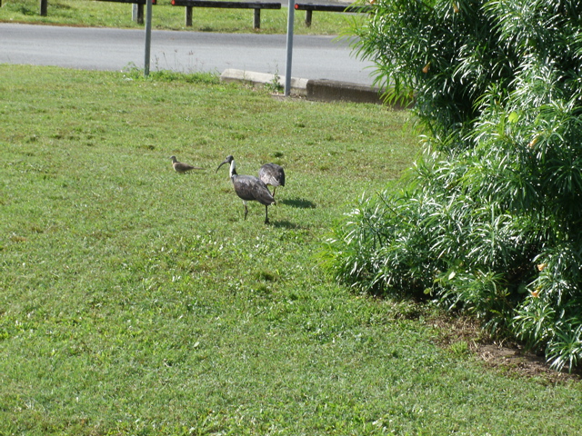 Cairns Streets near Airport 1.JPG