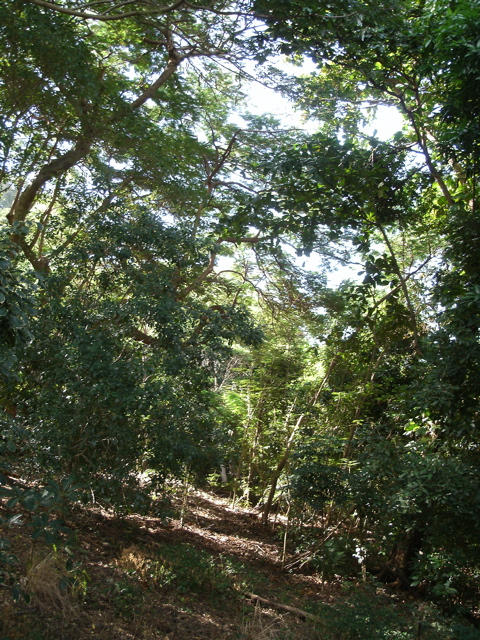 Bushland near Cairns Airport 2.JPG