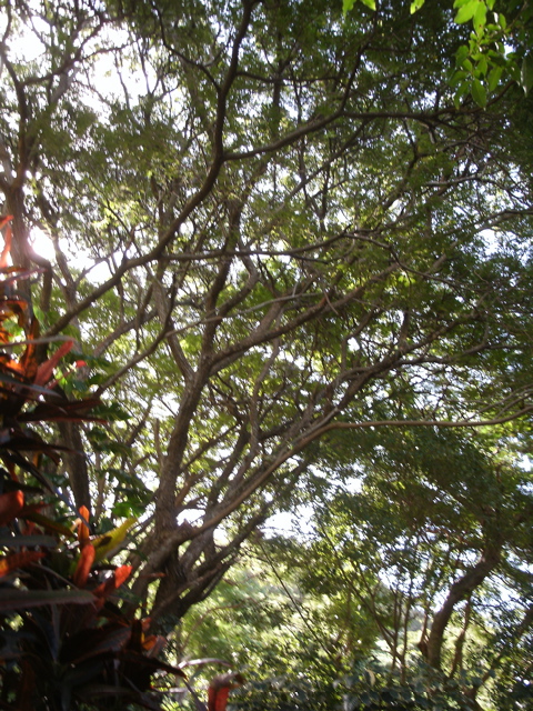 Bushland near Cairns Airport 3.JPG