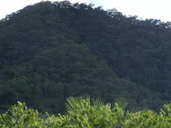 Bushland near Cairns Airport 1.JPG