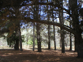 Pinegrove